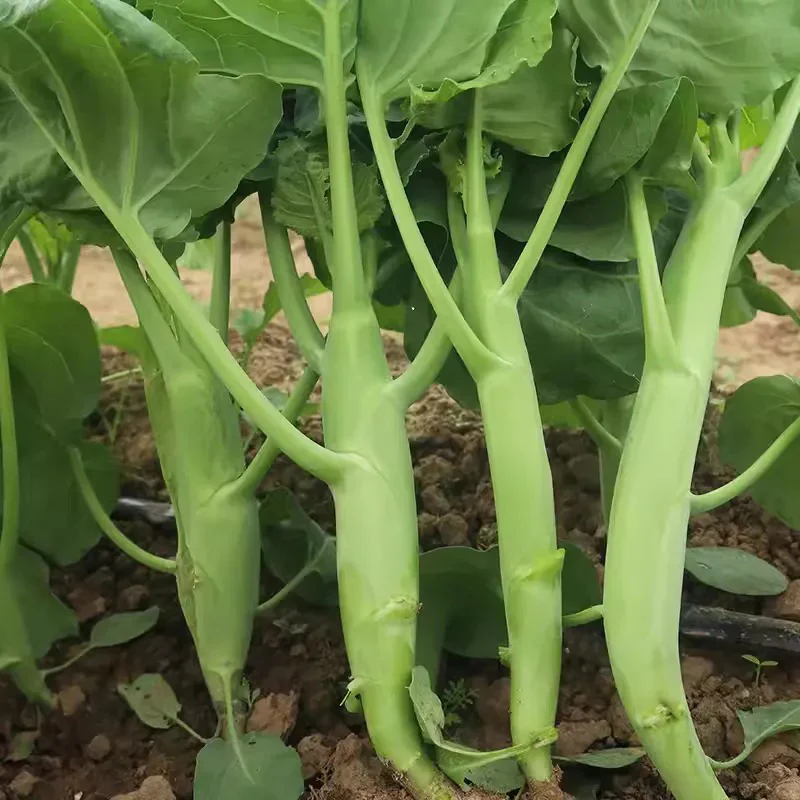 Big chicken leg kale Seeds - Image 6