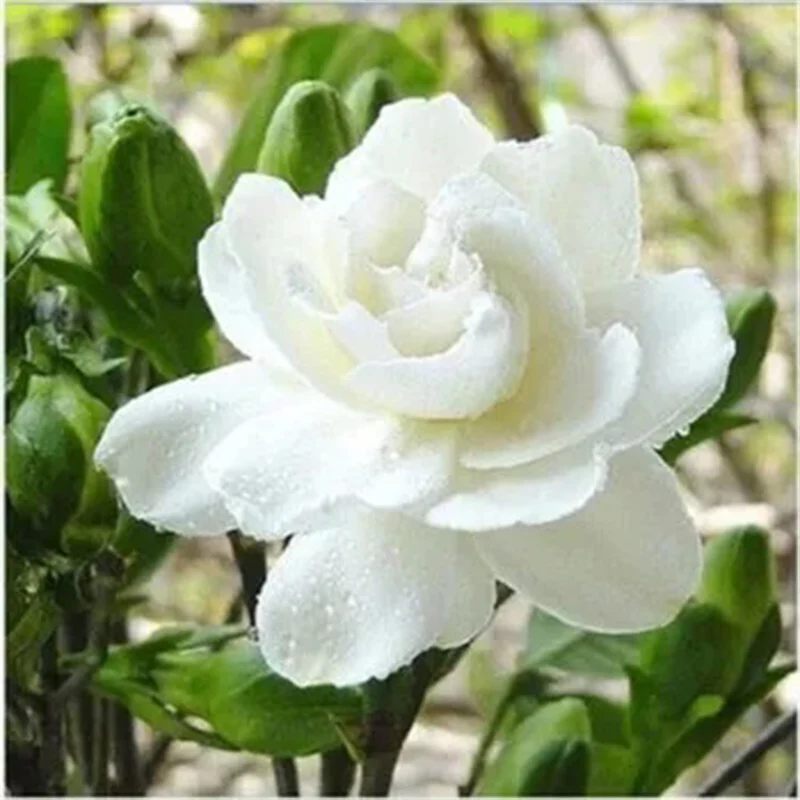 Big Leaf Gardenia Seeds - Image 4