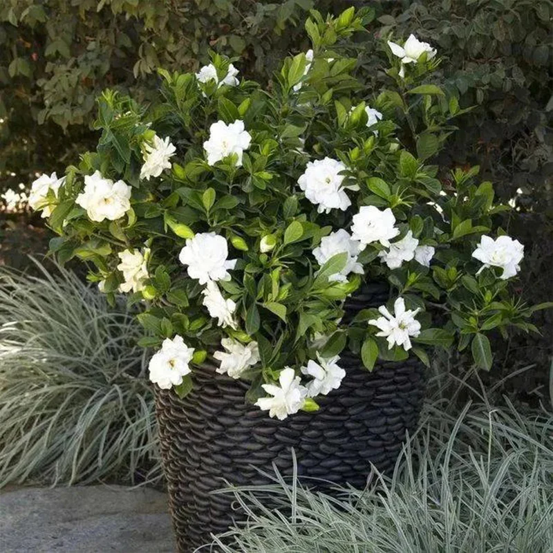 Big Leaf Gardenia Seeds - Image 6