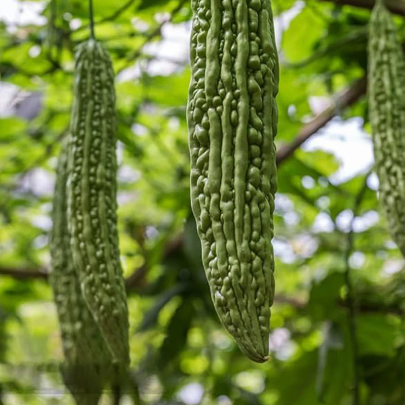 Bitter Melon Seeds for Planting, Asian Bitter Gourd Seeds, Asian Vegetable Seeds - Image 2