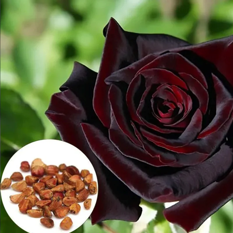 Black Baccara True Blood Hybrid Tea Rose Flower Seeds - Image 2