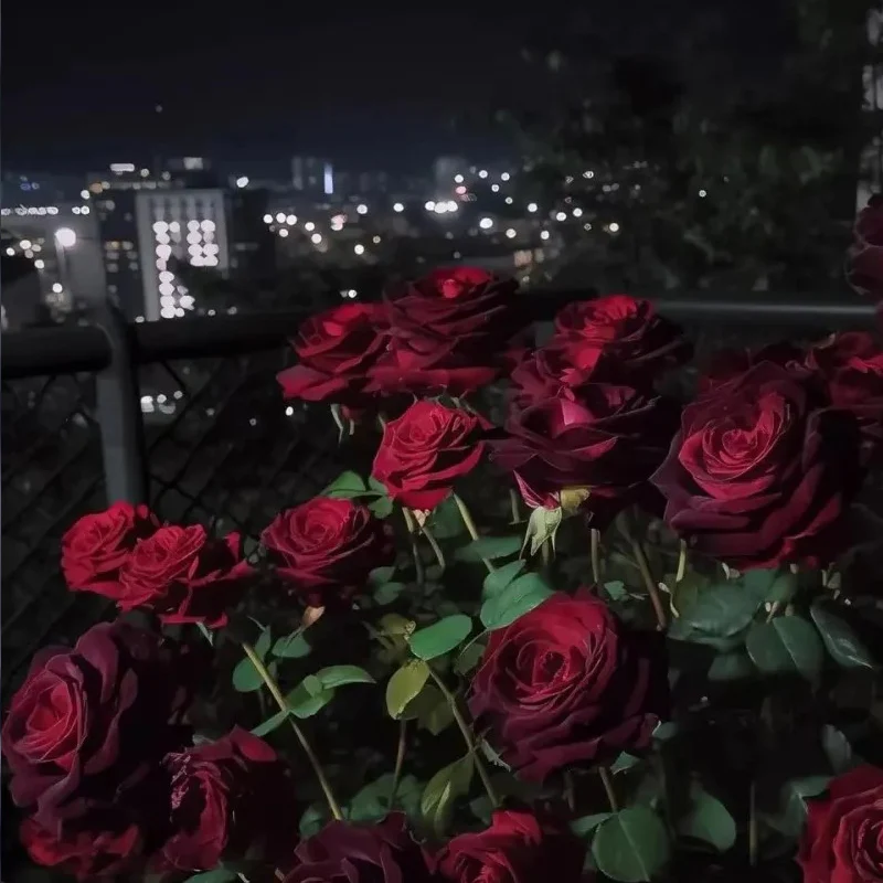 Black Baccara True Blood Hybrid Tea Rose Flower Seeds - Image 3
