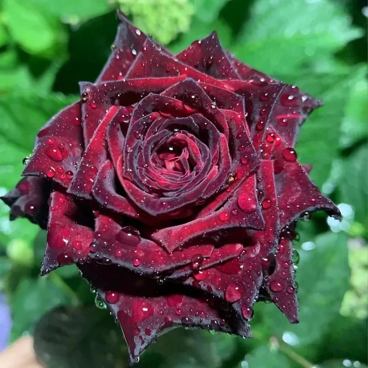 Black Buck Rose Seeds - Image 2