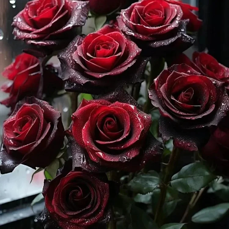 Black Buck Rose Seeds - Image 3