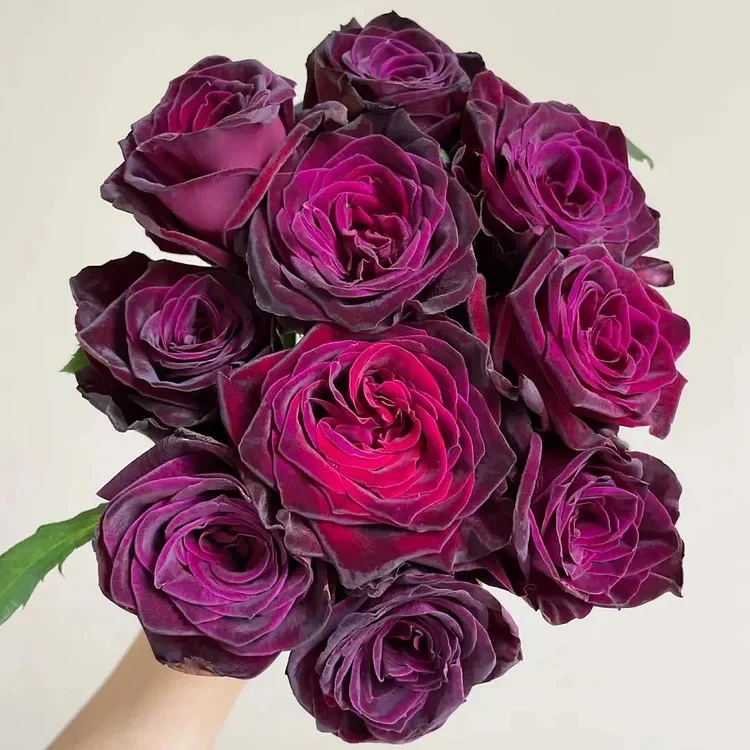 Black Buck Rose Seeds - Image 4