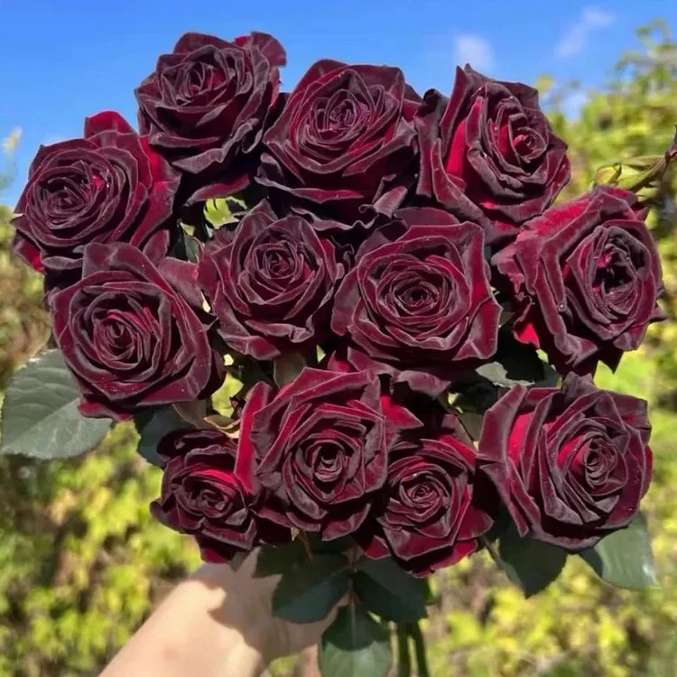 Black Buck Rose Seeds - Image 5