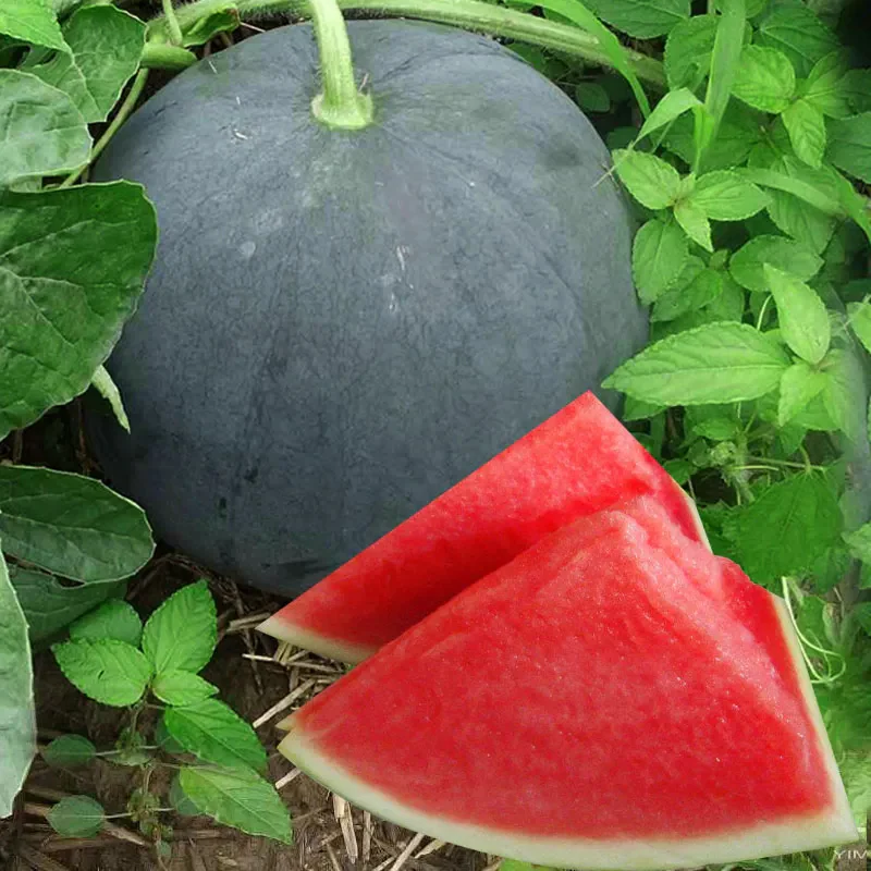 Black Diamond Watermelon Seeds - Image 5