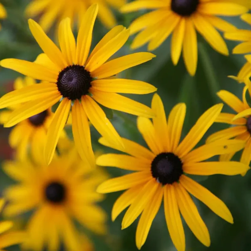Black Eyed Susan Seeds - Image 3