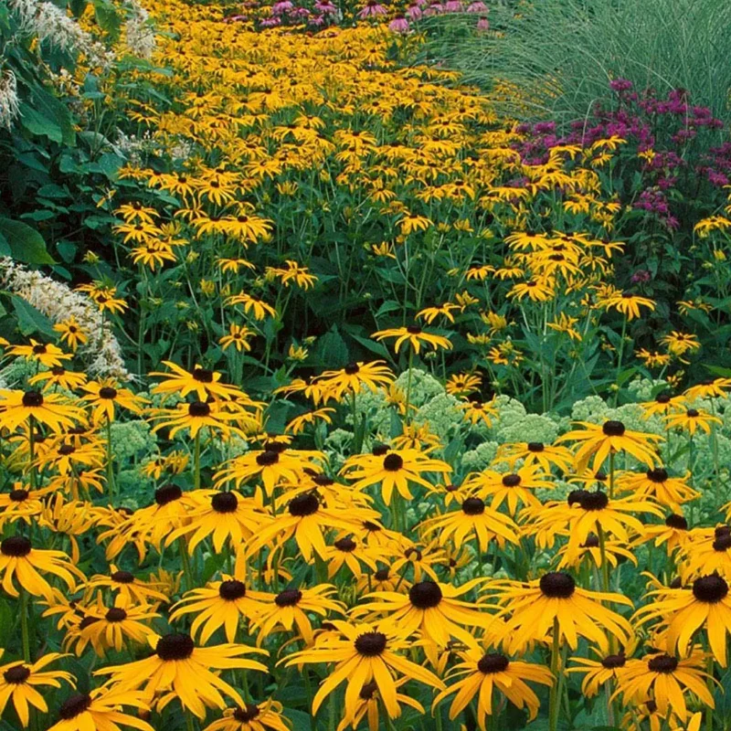 Black Eyed Susan Seeds - Image 4