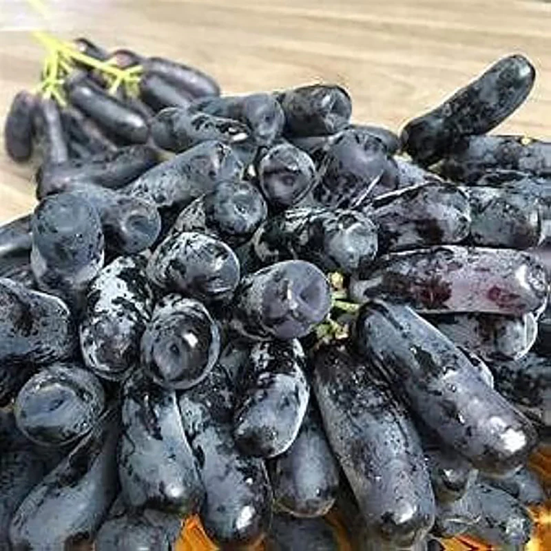 Black Finger Grape Seed Sweet Fruit Attract Butterflies and Bees - Image 2