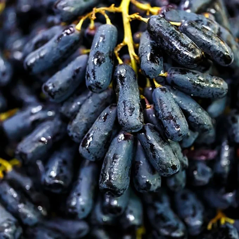 Black Finger Grape Seed Sweet Fruit Attract Butterflies and Bees - Image 3