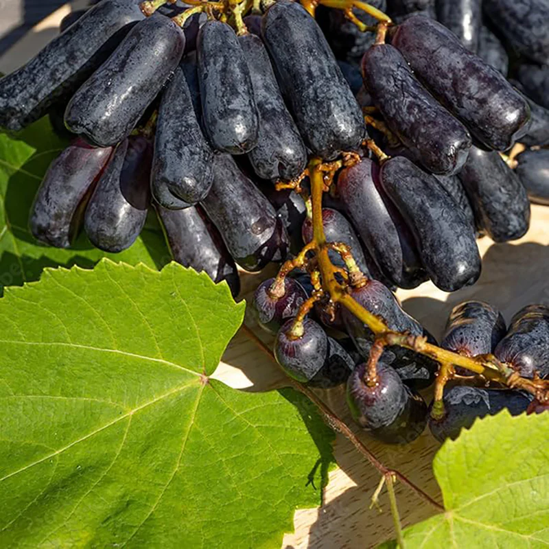 Black Finger Grape Seed Sweet Fruit Attract Butterflies and Bees - Image 4