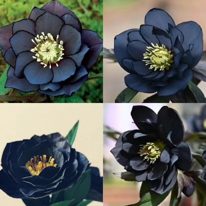 Black Helleborus - Christmas Rose - Image 10