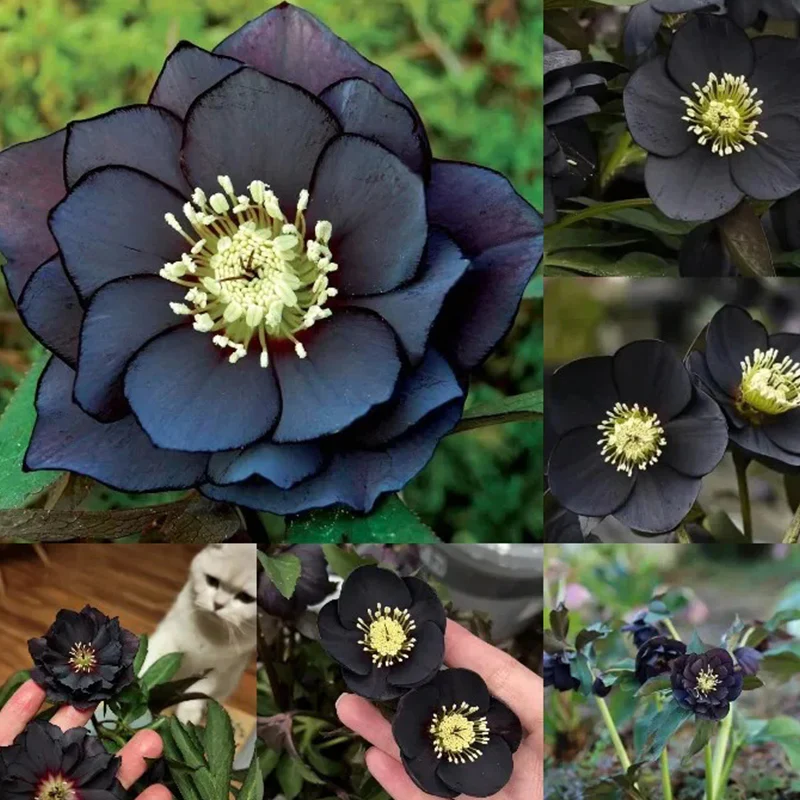 Black Helleborus - Christmas Rose - Image 3