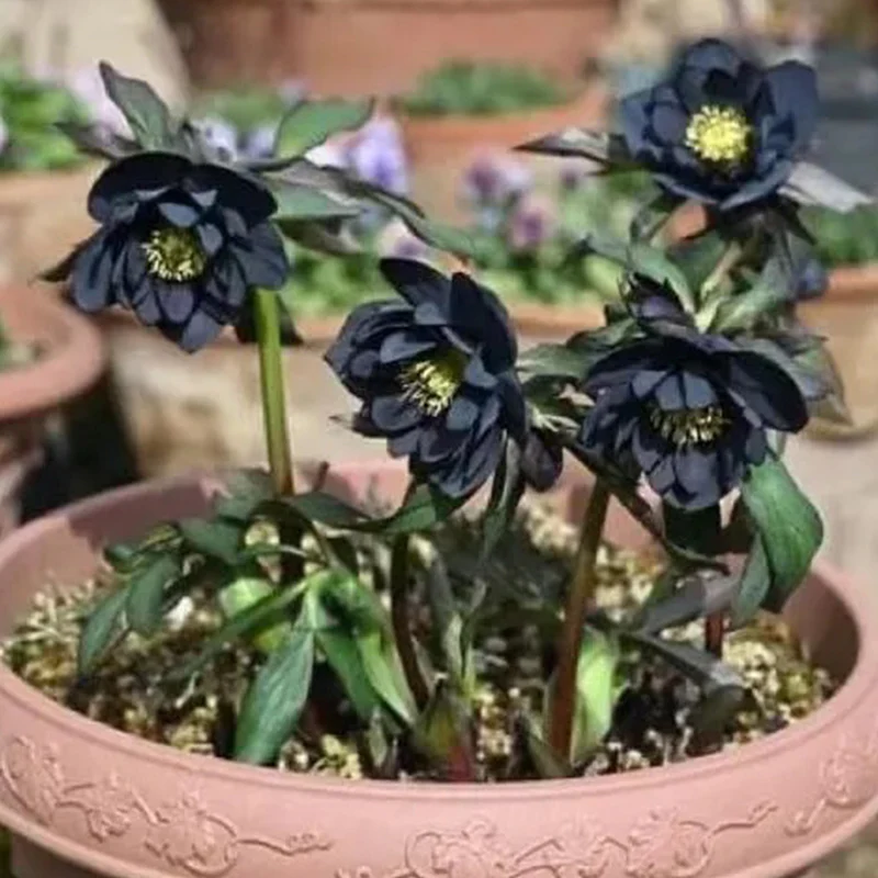 Black Helleborus - Christmas Rose - Image 4