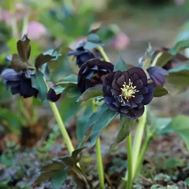 Black Helleborus - Christmas Rose - Image 5