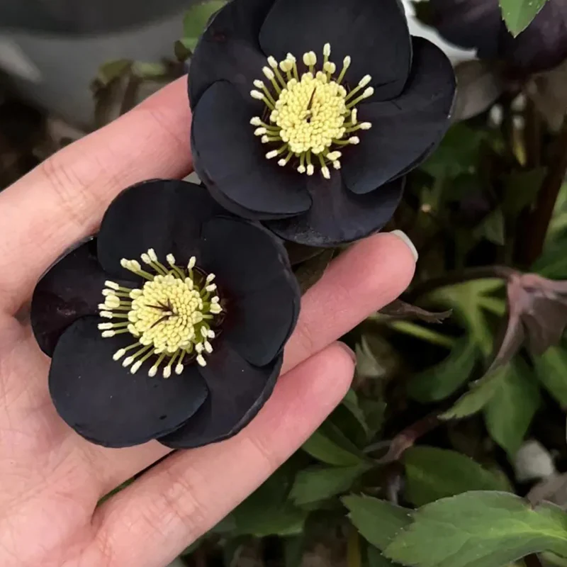 Black Helleborus - Christmas Rose - Image 7