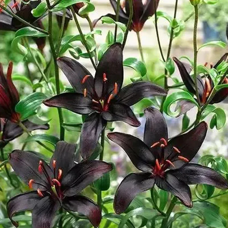 Black Lily: A Proud Black Flower - Image 4