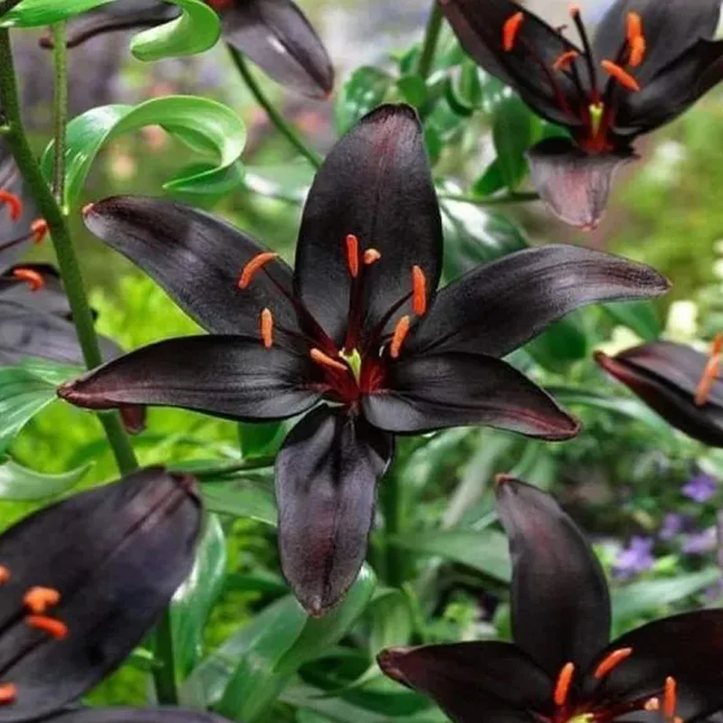 Black Lily: A Proud Black Flower - Image 5