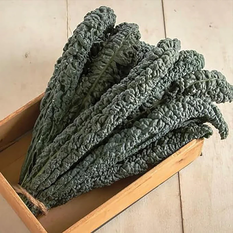Black Magic Dinosaur Kale Seeds - Image 3