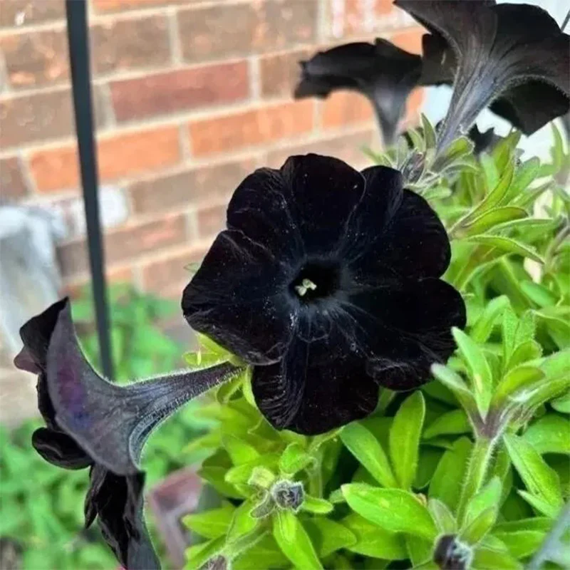 Black Petunia Seeds - Image 10
