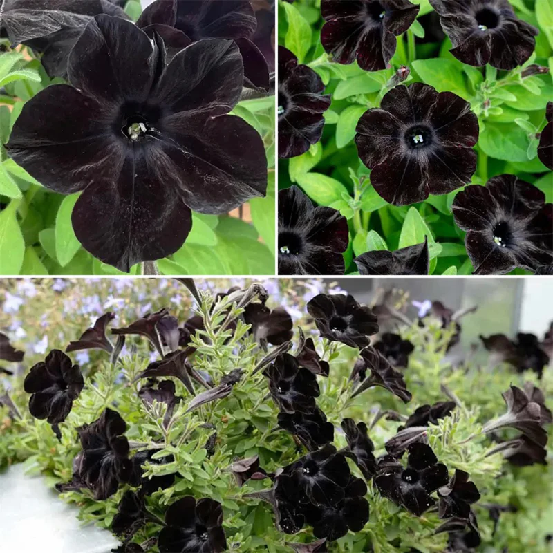 Black Petunia Seeds - Image 11