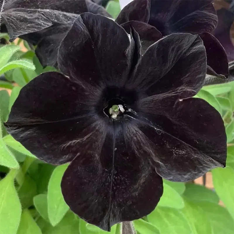 Black Petunia Seeds - Image 2