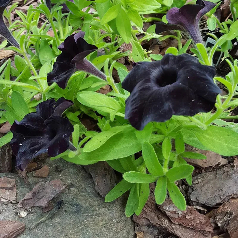 Black Petunia Seeds - Image 5