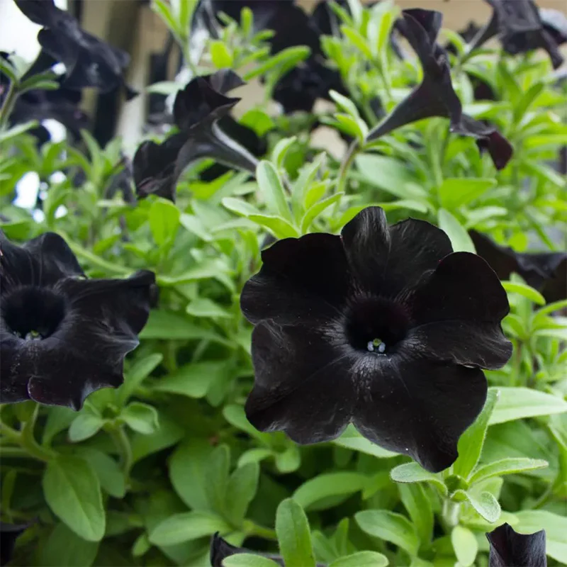 Black Petunia Seeds - Image 6