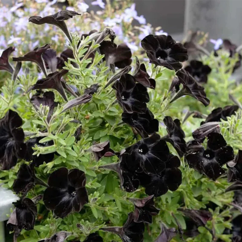 Black Petunia Seeds - Image 7