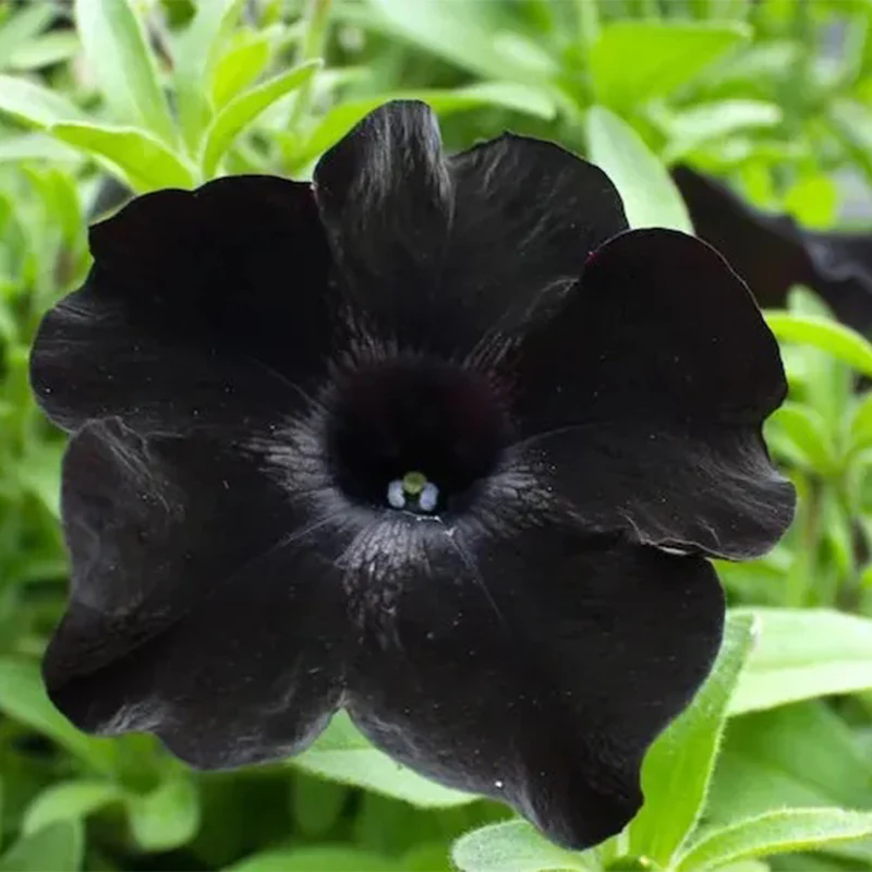Black Petunia Seeds - Image 8