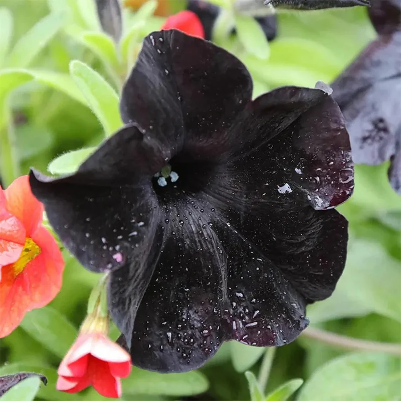 Black Petunia Seeds - Image 9