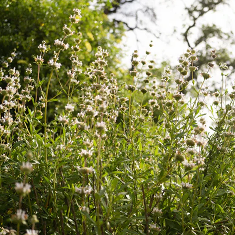 Black Sage - Image 4