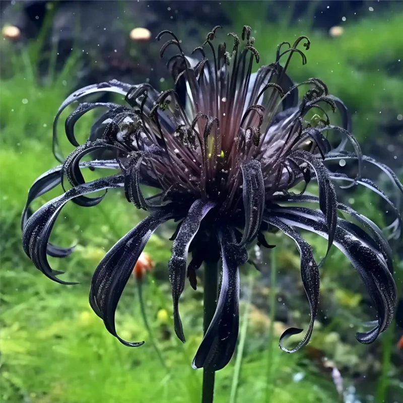 Black Spider Lily - Image 5