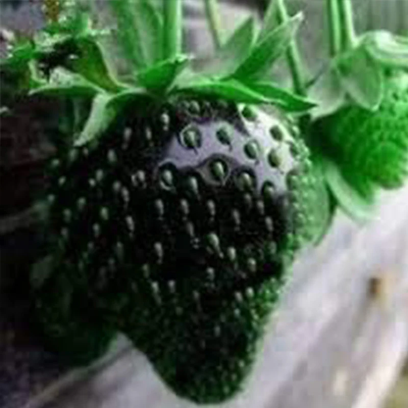 Black Strawberry Fruits Seeds - Image 2