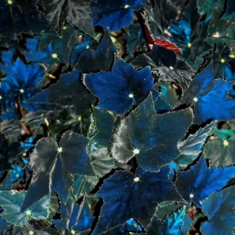 Black Swan Begonia - Image 2