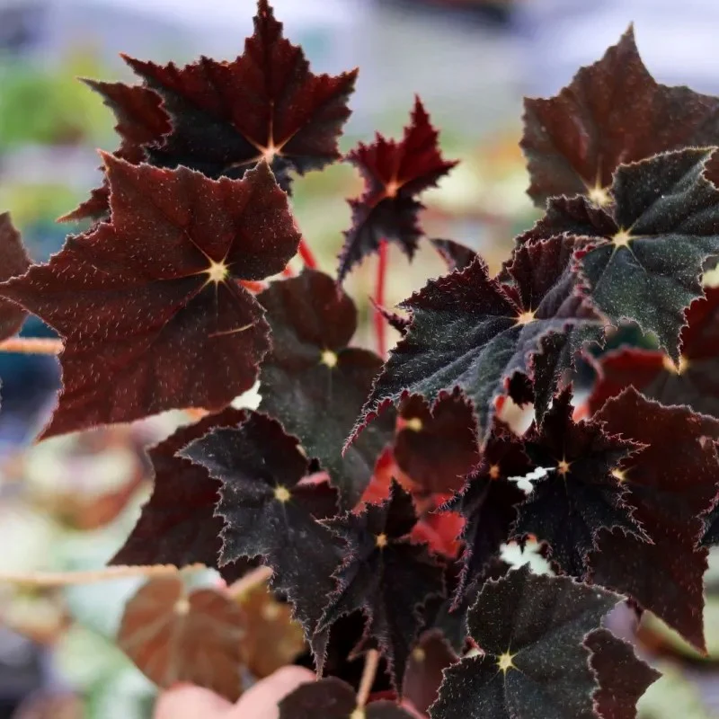 Black Swan Begonia - Image 3