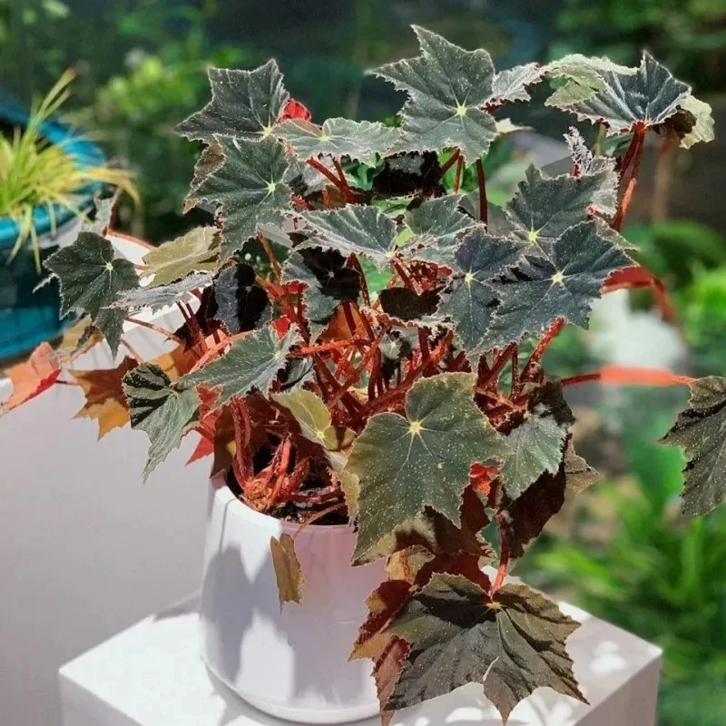 Black Swan Begonia - Image 7