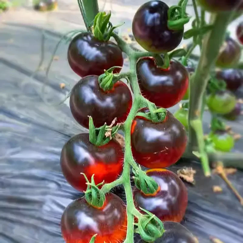 Black Tomato Seeds - Black Beauty Queen - Image 4