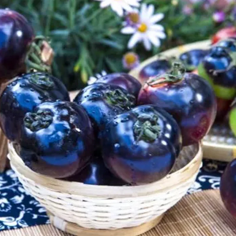 Black Tomato Seeds - Black Beauty Queen - Image 7