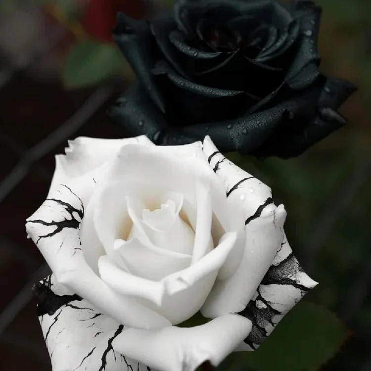 Black&White Kuyla Twin Roses Seeds - Image 8