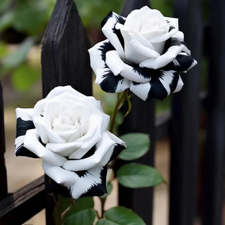 Black&White Kuyla Twin Roses Seeds - Image 9