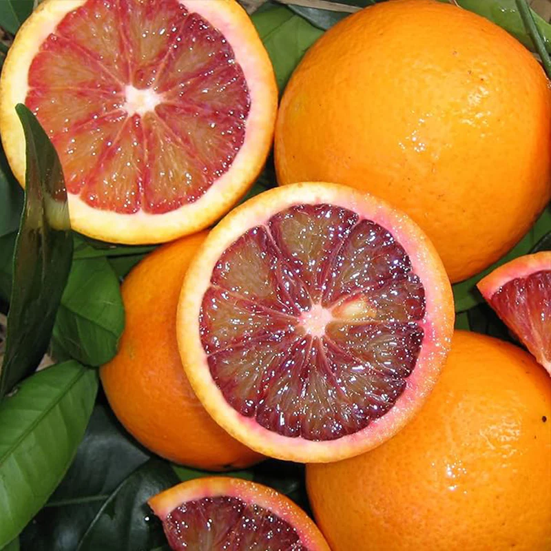 Blood orange tree seeds fast growing juicy non-GMO suitable for patio - Image 2