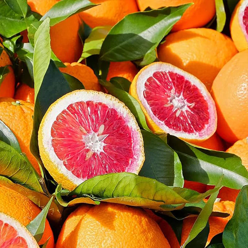 Blood orange tree seeds fast growing juicy non-GMO suitable for patio - Image 4