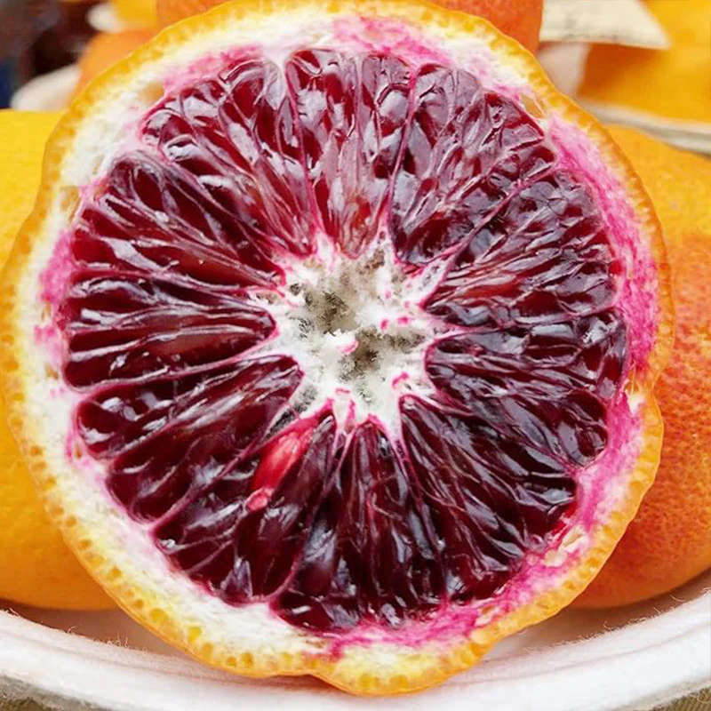 Blood orange tree seeds fast growing juicy non-GMO suitable for patio - Image 5