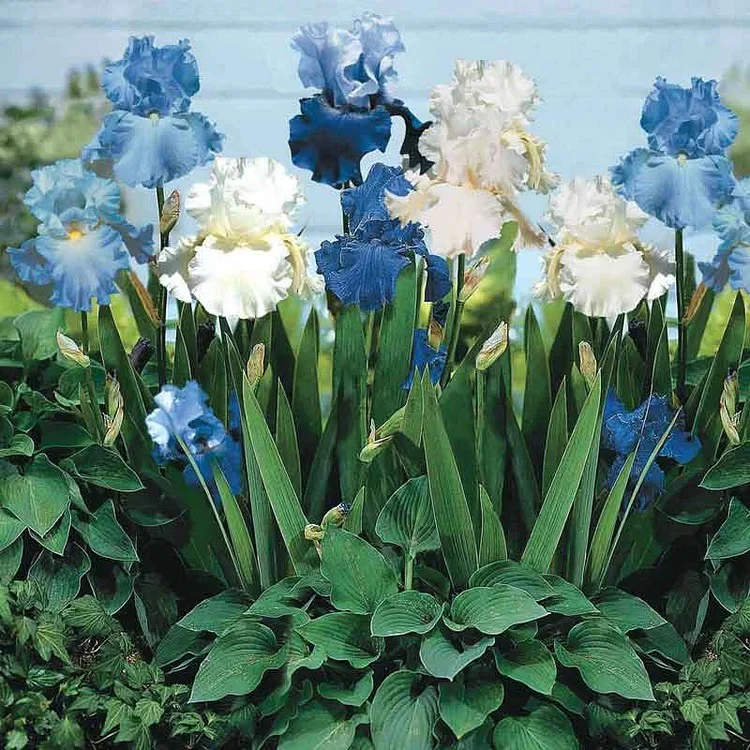Blue Bearded Iris - Image 2