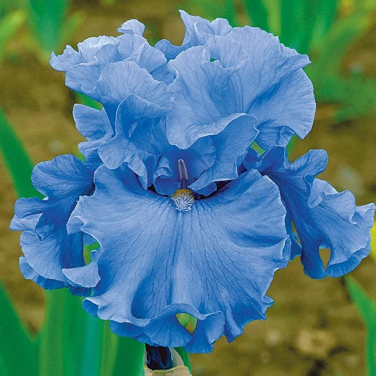 Blue Bearded Iris - Image 3