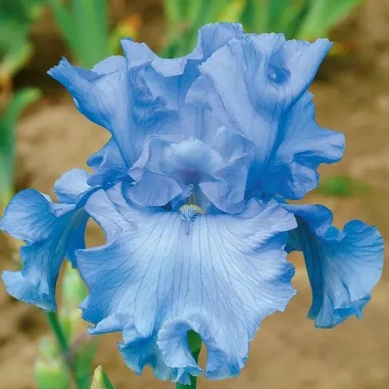 Blue Bearded Iris - Image 4