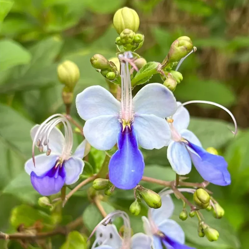 Blue Butterfly Flower Easy - Image 11