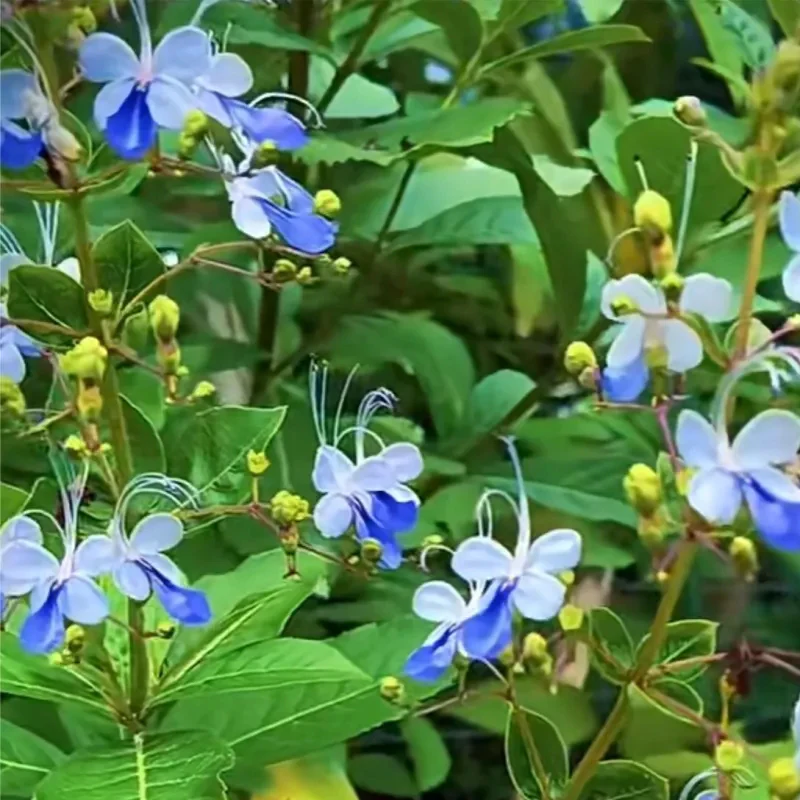 Blue Butterfly Flower Easy - Image 12